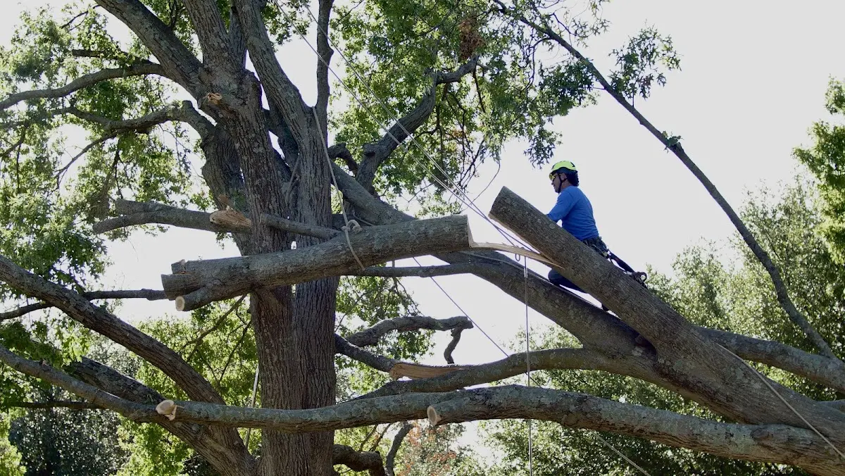 Professional Crown Thinning performed by certified arborists in Lometa